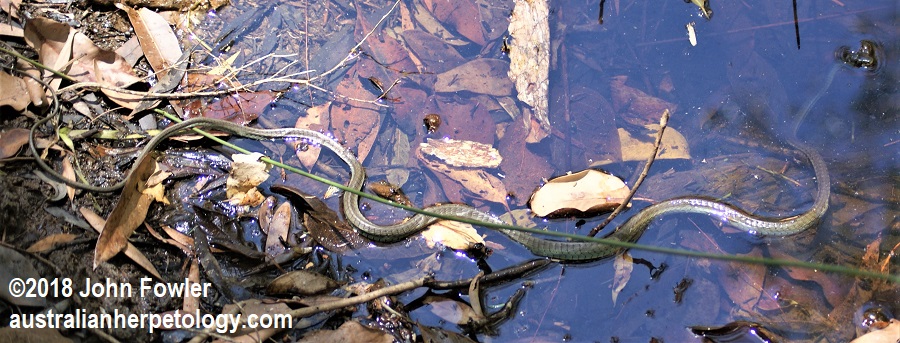 Green Tree Snake Dendrelaphis punctulatus